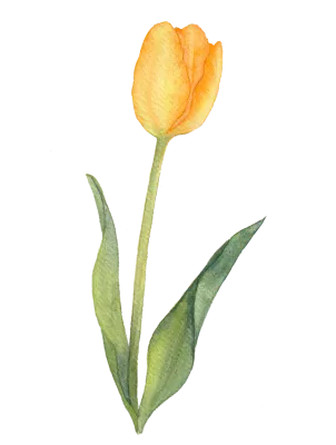 튤립