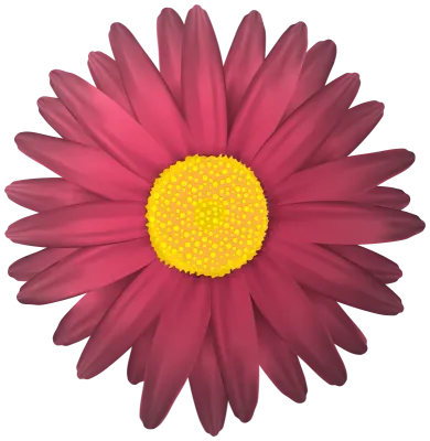 Flower Transparent PNG