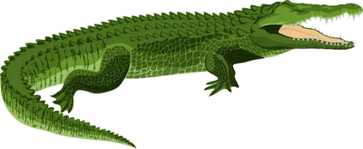 Crocodille