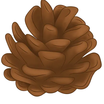 Pine cone