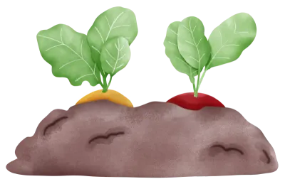 Radish planting