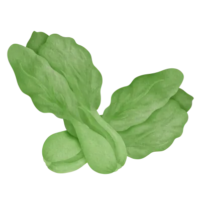 Bokchoy 1