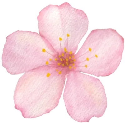 벚꽃