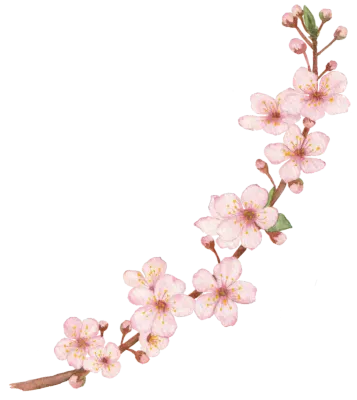 벚꽃