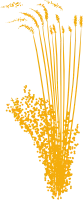 Firework Explosion