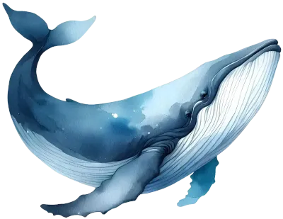 Humpback whale