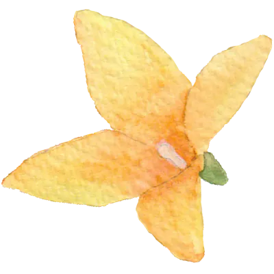 개나리