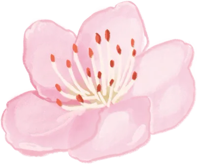 cherry blossom,spring,spring flower,벚꽃,벚꽃-반투명,벚꽃여러송이,벚꽃잎,봄,봄꽃