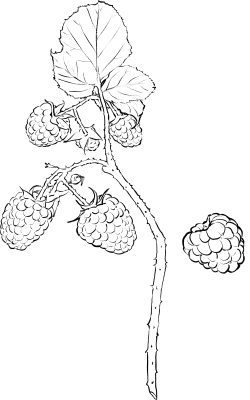 산딸기라인드로잉