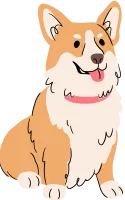 Cute Corgi
