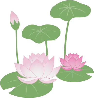 연꽃
