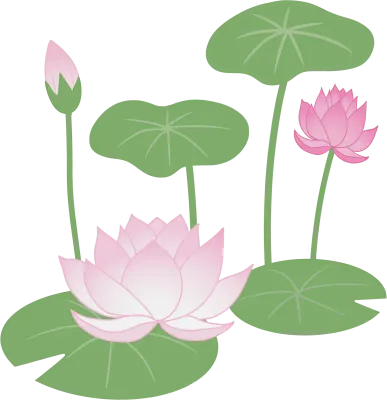 연꽃