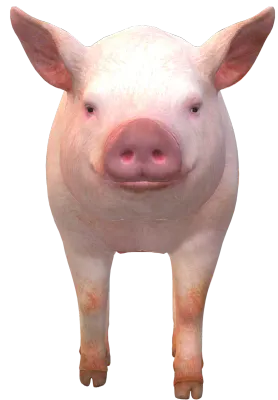 돼지