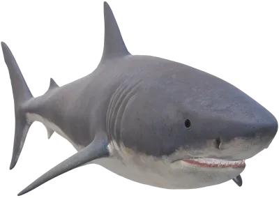 상어