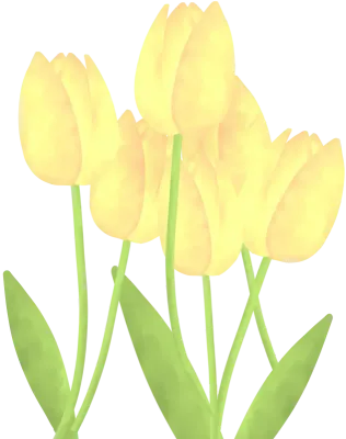 노랑 튤립