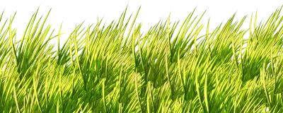 Grass
