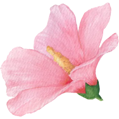 무궁화