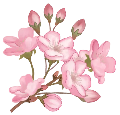 Cherry blossom