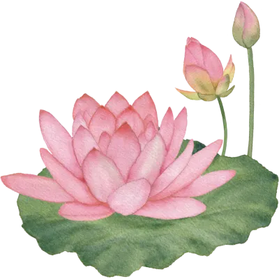 연꽃