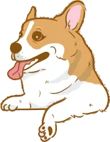 corgi dog