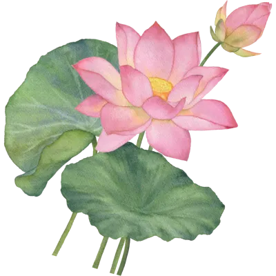 연꽃