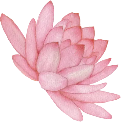 연꽃