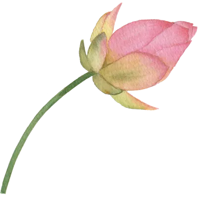 연꽃