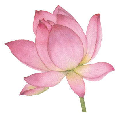 연꽃