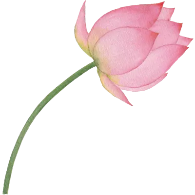 연꽃
