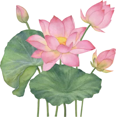 연꽃