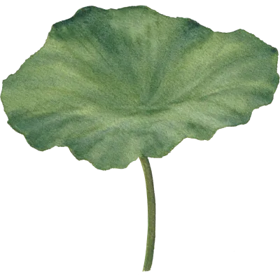 연꽃잎