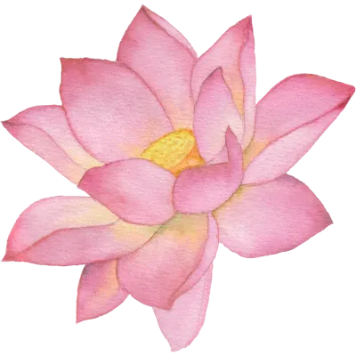연꽃