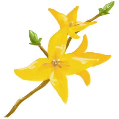 개나리