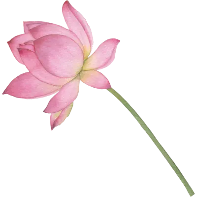 연꽃