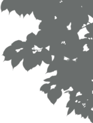 나뭇잎 감성 그림자