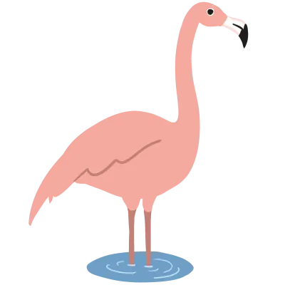 Flamingo