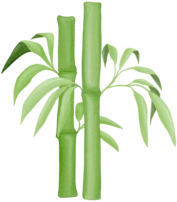 bamboo