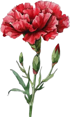 red carnation
