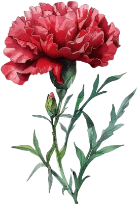 red carnation