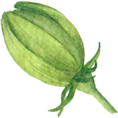 hibiscus bud3