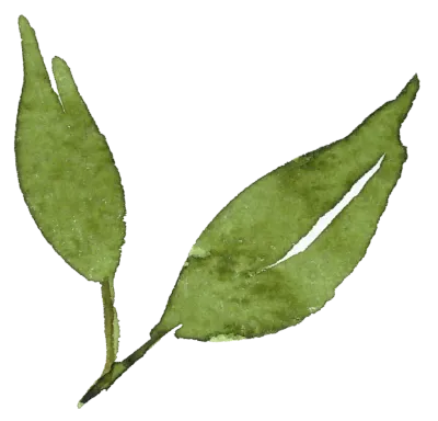 보태니컬 아트