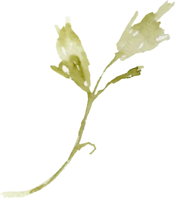 dryyellow