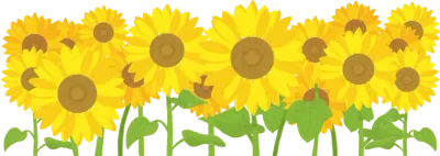 해바라기