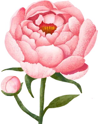 식물_작약peony