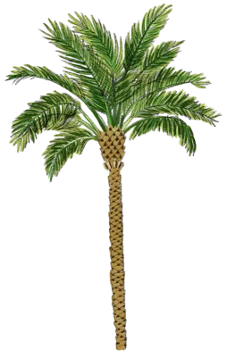 Palmtree