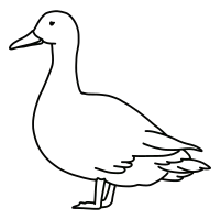 duck