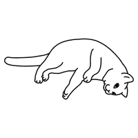 cat