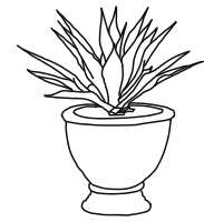 Dracaena