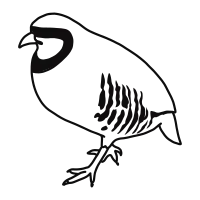 Rock ptarmigan