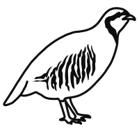 Rock ptarmigan